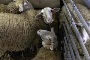 schapen Aan een boerderij foto