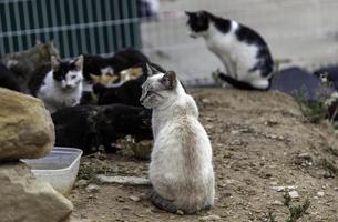 straat verlaten katten foto