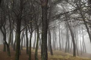 groen bos met mist foto