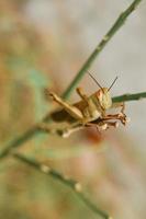 macro fotografie van de plaag valanga nigricornis houten sprinkhaan is neerstrijken Aan de romp van een oranje boom van wie bladeren hebben geweest gegeten. foto