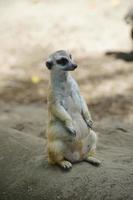 afbeelding van een meerkat staand Aan een zand veld. Ondiep diepte van veld. foto