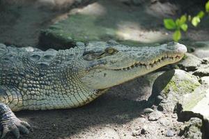 afbeelding van een estuariene krokodil hoofd, kant visie. foto