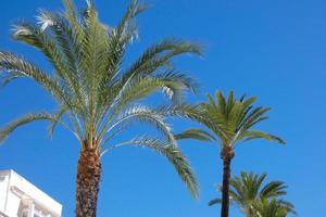 datum palmen in de zuiden van de Iberisch schiereiland, cadiz, Spanje, andalusië foto