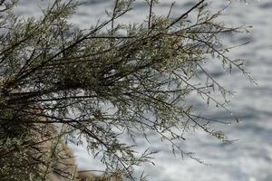 droog bloemen en middellandse Zee bladeren met marinier achtergrond foto