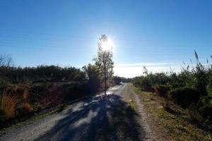 herfst achtergrondverlichting van een boom Bij de rand van een aarde weg foto