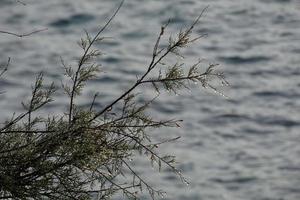 droog bloemen en middellandse Zee bladeren met marinier achtergrond foto