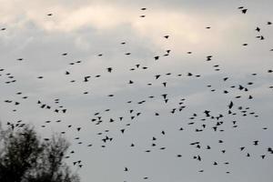 honderden van vogelstand vliegend doelloos in de herfst foto