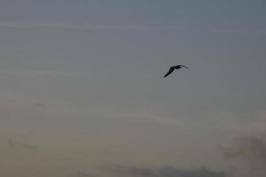 oiseaux solitairen sur le sable de la strand foto