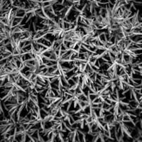 spikey abstract bw foto