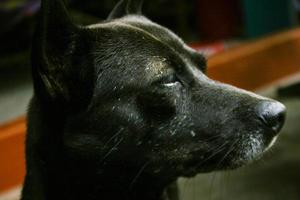 de zwart huis hond is een inheems ras van Thailand foto