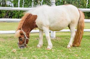 dwerg paarden aan het eten gras foto