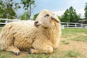 schapen aan het liegen Aan de gras foto