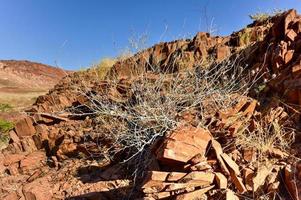 orgaan pijpen - twyfelfontein, damaraland, Namibië foto