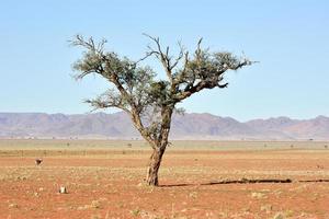 namibrand natuur reserveren - Namibië foto