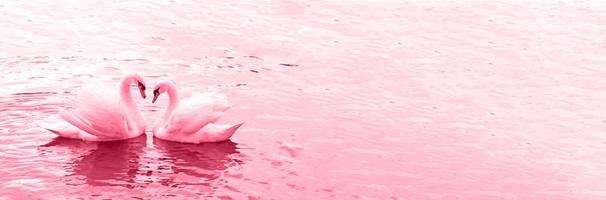 paar van wit zwanen zwemmen in de water. symbool van liefde en trouw is twee zwanen maken een hart vorm geven aan. magisch landschap met wild vogel - Cygnus kleur. kleur van de jaar 2023 - viva magenta foto