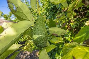 tropisch avocado Aan een Afdeling. Gezondheid vitamines foto