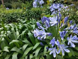 achtergrond foto van groen bladeren en bloemen