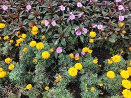 achtergrond foto van groen bladeren en bloemen