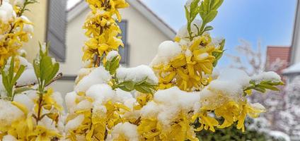 beeld van bloemen gedekt met sneeuw na een winter voorjaar breken foto