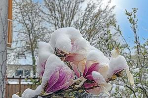 beeld van bloemen gedekt met sneeuw na een winter voorjaar breken foto