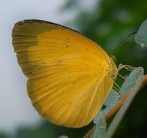 geel gemeenschappelijk gras vlinder foto