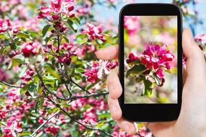 foto van roze bloesems van appel boom Aan smartphone