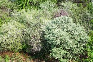 bloeiende kers en appel boomgaard in voorjaar foto