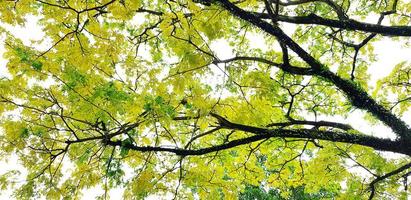 mooie grote boomtak met groene bladeren en oranje zonlichtflare voor achtergrond in ochtenddag - schoonheid van de natuur, plantengroei en natuurlijk behangconcept foto