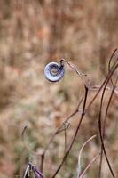 bruin natuur achtergrond foto