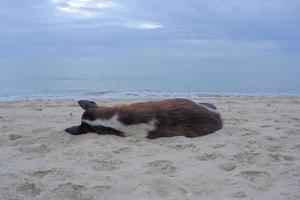 de hond was slapen vredig Aan de rand van de zee waar de golven waren crashen. foto