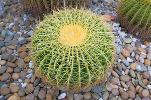 gouden vat cactus geplant in rots tuinen en andere cactus planten. foto