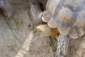 een reusachtig schildpad met groot, dik balans Aan haar poten dat wandelingen vrij Aan land. foto