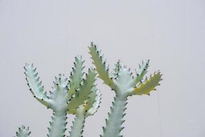 groen cactus met doornen, heel vertakking en klonteren. foto