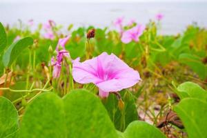 geit voet klimplant gaan omhoog langs de strand. Purper roze bloemen. foto