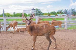 bruin hert met mooi hoorns staand Aan de grond. foto