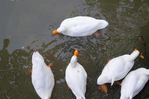 meerdere bruin gevederde eenden waren zwemmen gelukkig. foto