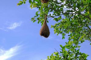 een mus nest, een grasmus van divers maten, Aan een groen bladerrijk Afdeling. foto