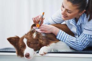 bruin grens collie hond gedurende bezoek in dierenarts foto