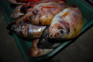 gegrild vis Nijl tilapia Aan houtskool rooster gegrild vis Nijl tilapia Aan houtskool rooster foto