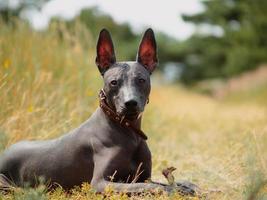 Mexicaans haarloos, xoloitzcuintle. mooi volwassen hond buitenshuis. bijzonder hond ras, xolo. standaard- maat. zonnig dag. foto