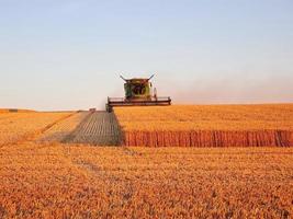 oogsten combineren werken Aan de veld- van tarwe Bij zonsondergang tijd, modern agrarisch vervoer. combineren oogster. rijk oogst. landbouw afbeelding. foto