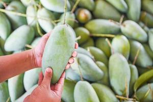 Ontaarden Peuter onderpand groene mango te koop in de fruitmarkt in thailand - verse rauwe mango  textuur achtergrond oogst van boom landbouw aziatische 11224707 Stockfoto