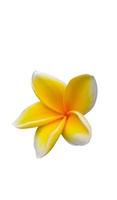 frangipani bloemen zijn geel met een schoon wit achtergrond foto
