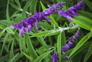 lavendel fluwelen violet, geteeld in de hoogland biologische tuin van bedugul, bali indonesië. natuur achtergrond foto