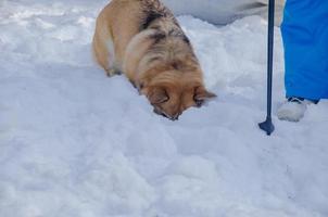 de hond verlaagd haar hoofd in de sneeuw. welsh corgi hond zoekopdrachten in de sneeuw foto
