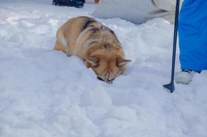 de hond verlaagd haar hoofd in de sneeuw. welsh corgi hond zoekopdrachten in de sneeuw foto