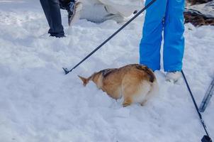 de hond verlaagd haar hoofd in de sneeuw. welsh corgi hond zoekopdrachten in de sneeuw foto