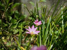 regen lelie zijn bloemen dat verschijnen meestal na de regenachtig seizoen komt foto