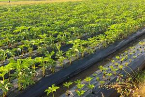 porang veld- of amorphophallus muelleri blume ook bekend net zo porang, iles-iles, olifant voet, zoet jam, konjak, suweg, walur, in Azië foto