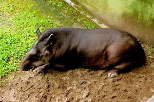 de zuiden Amerikaans tapir ook algemeen gebeld de braziliaans tapir tapirus terrestrische, tapir Brazilië, weinig zwart tapir in dierentuin foto